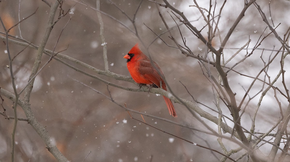 Northern Cardinal - ML646644372
