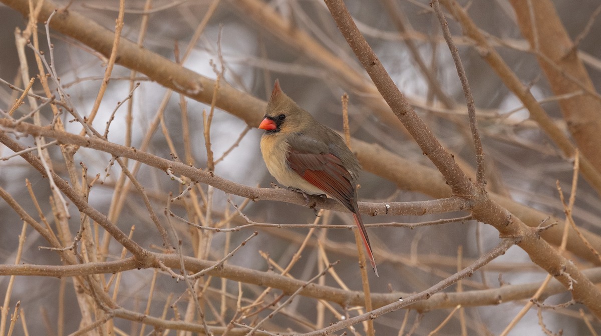 Northern Cardinal - ML646644373