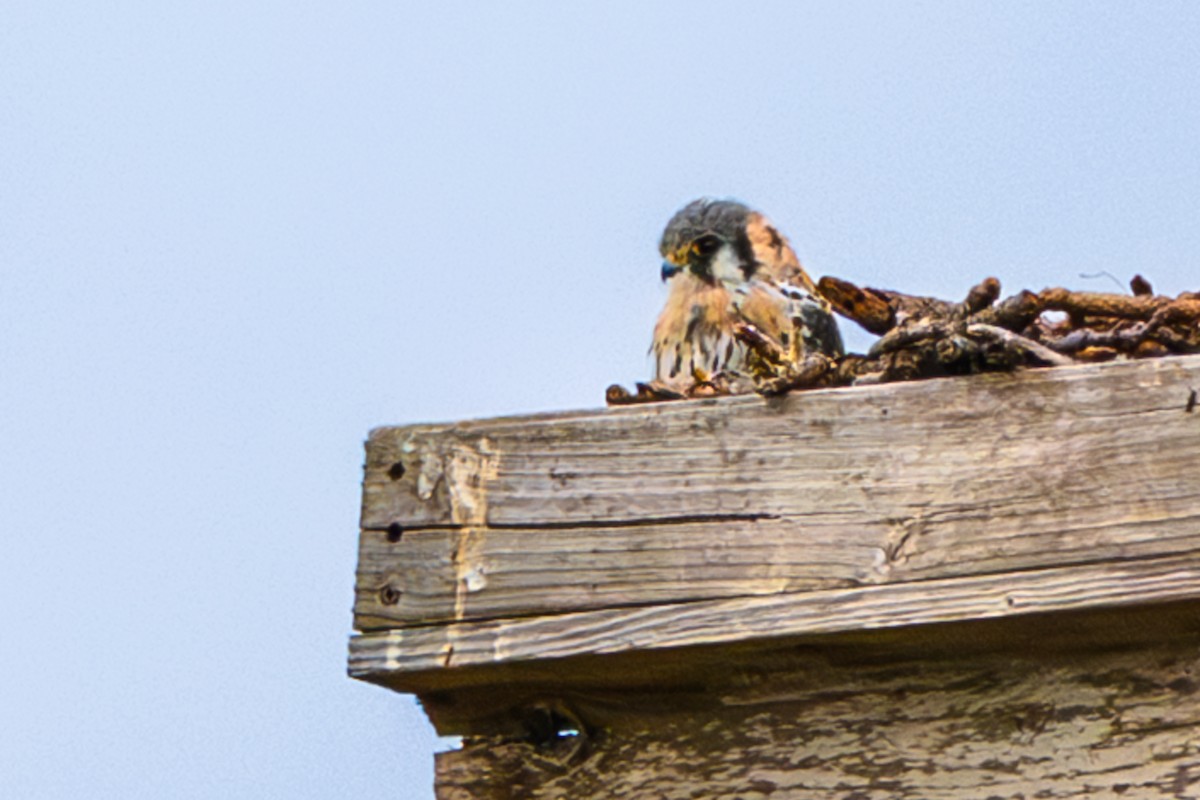 Cernícalo Americano - ML646644374