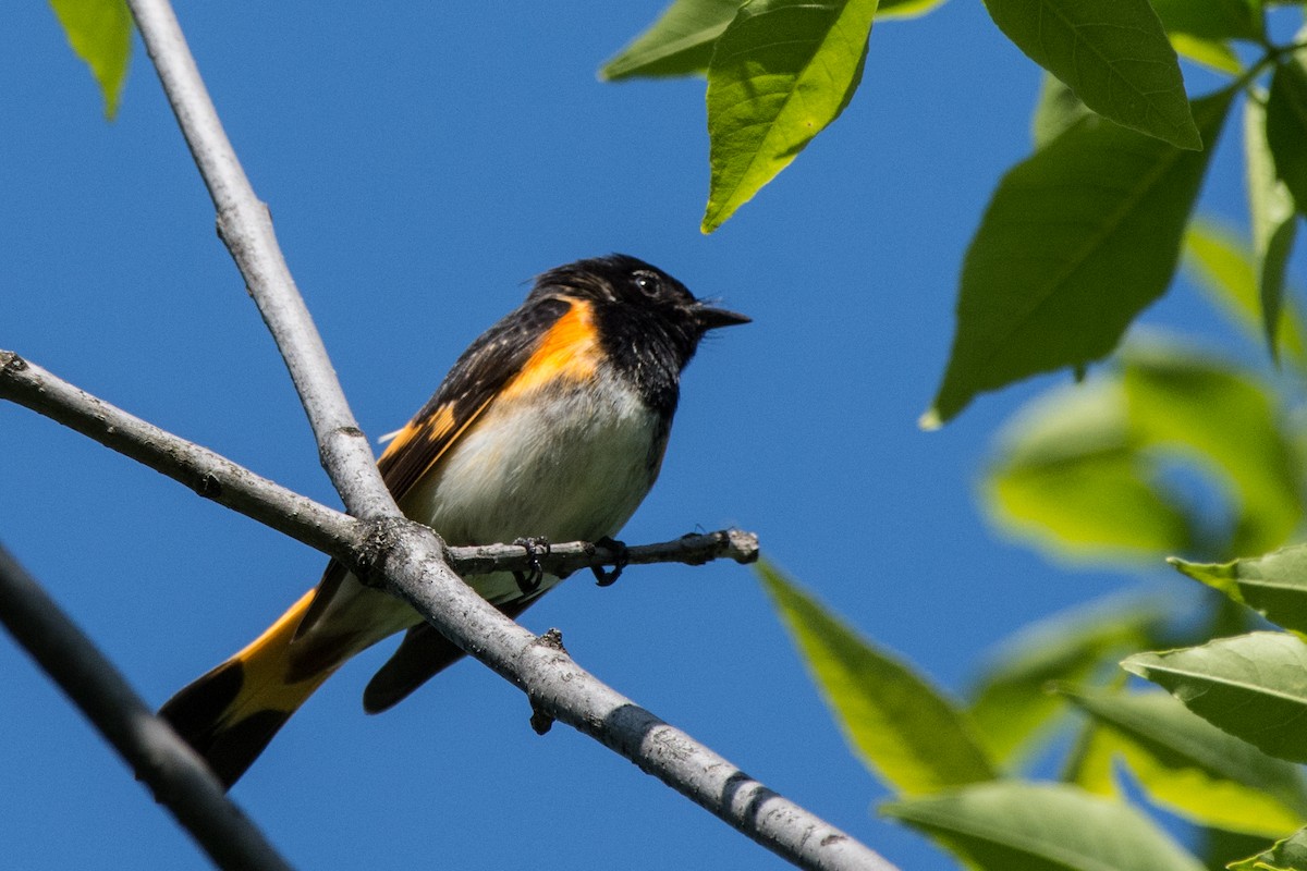 סבכון חכלילי - ML646644375