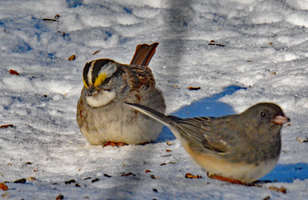 White-throated Sparrow - ML646644377