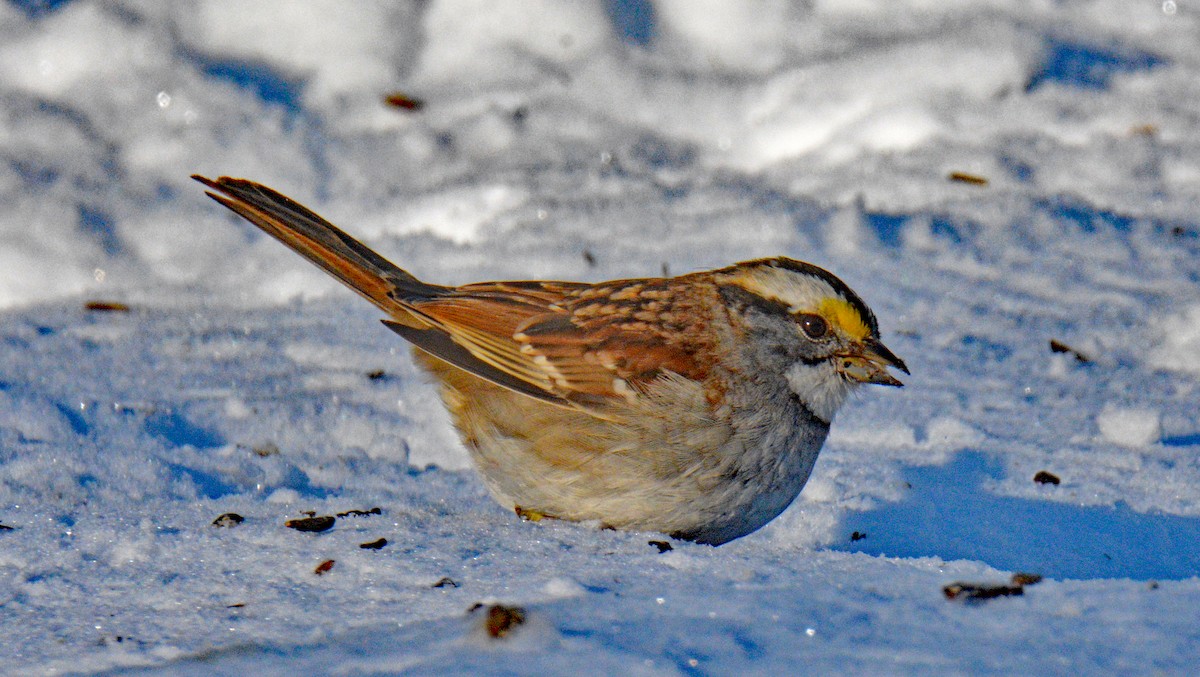 White-throated Sparrow - ML646644378