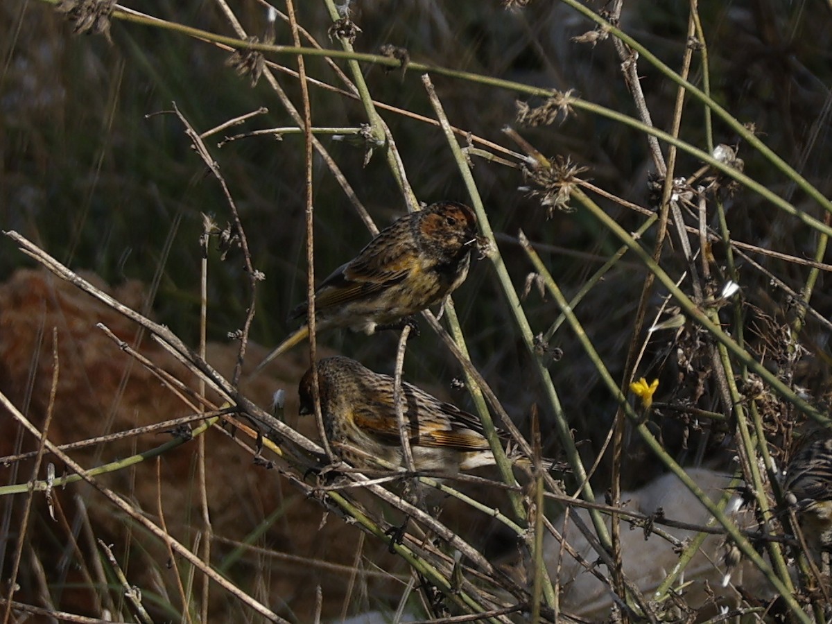 Rotstirngirlitz - ML646644379