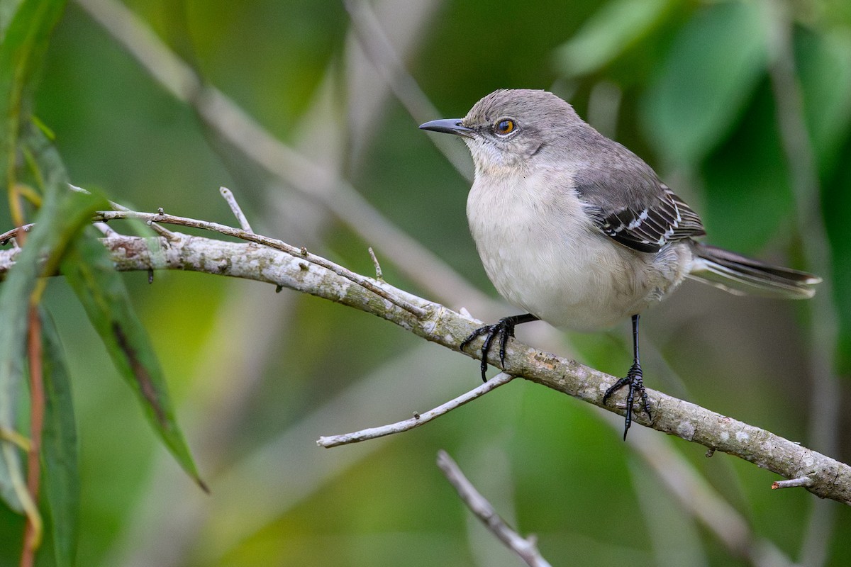 Sinsonte Norteño - ML646644380