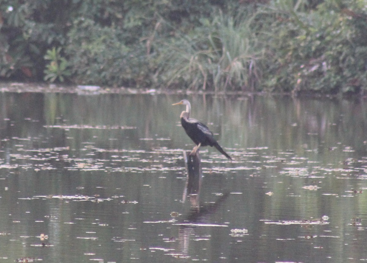 Doğu Yılanboyunu - ML646644391