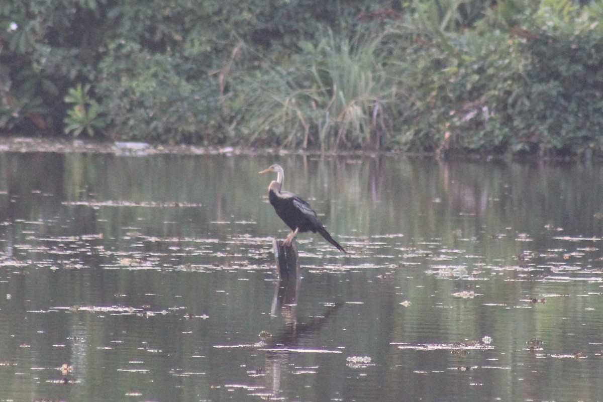 Doğu Yılanboyunu - ML646644392