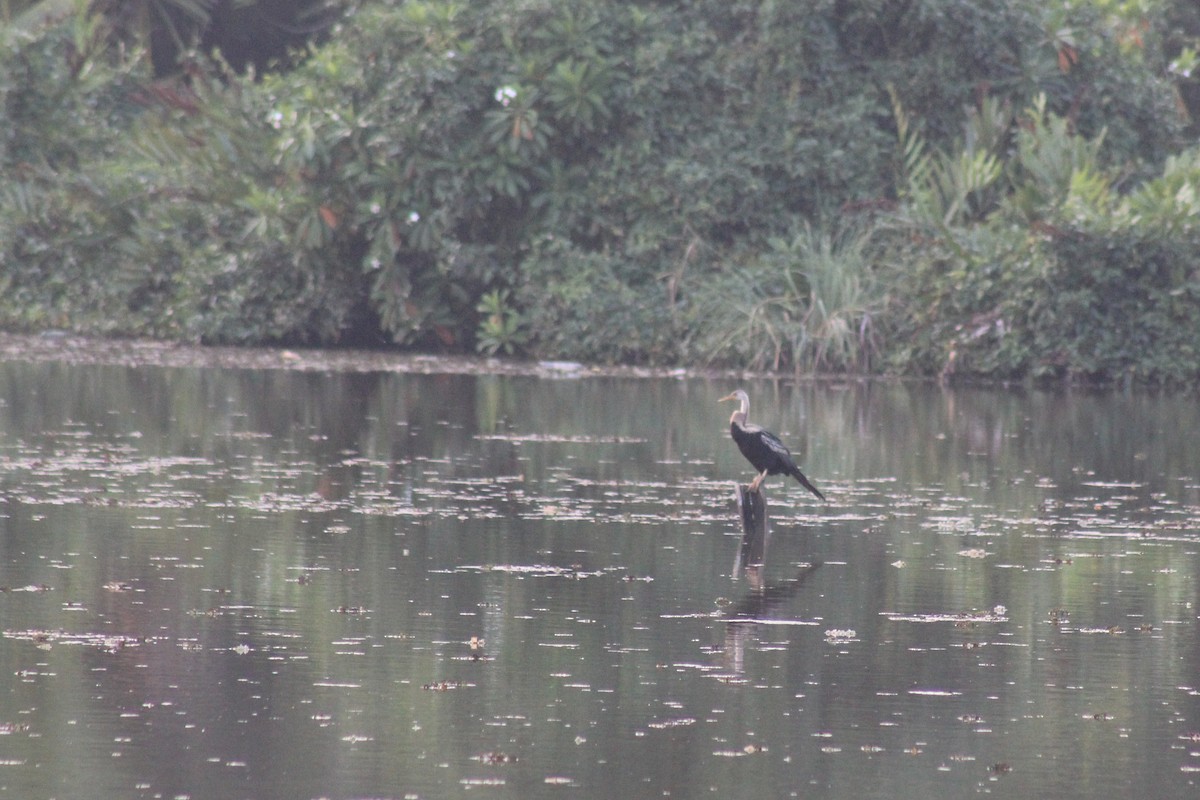 Doğu Yılanboyunu - ML646644393