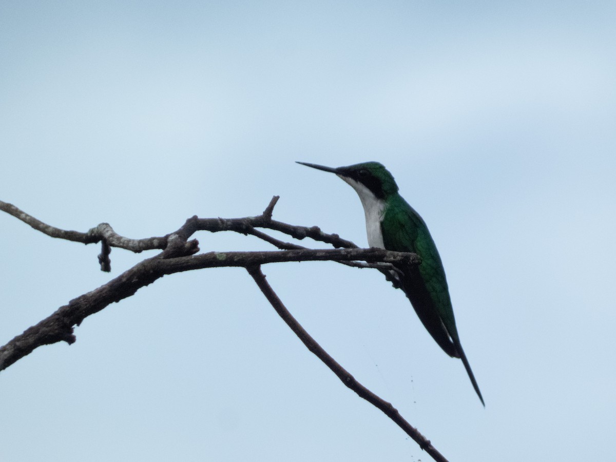 Purpurkron-Schmuckkolibri - ML646644394