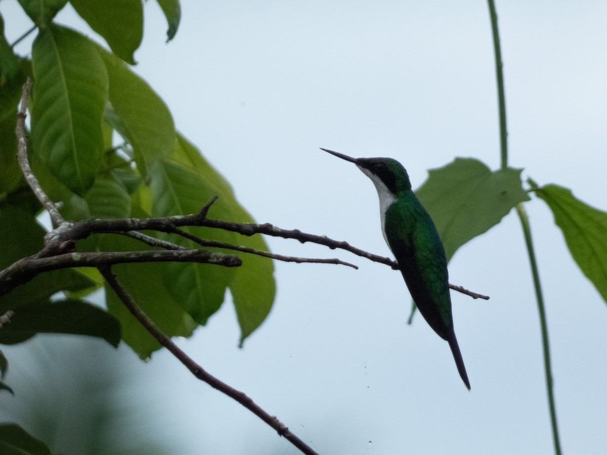 Purpurkron-Schmuckkolibri - ML646644395