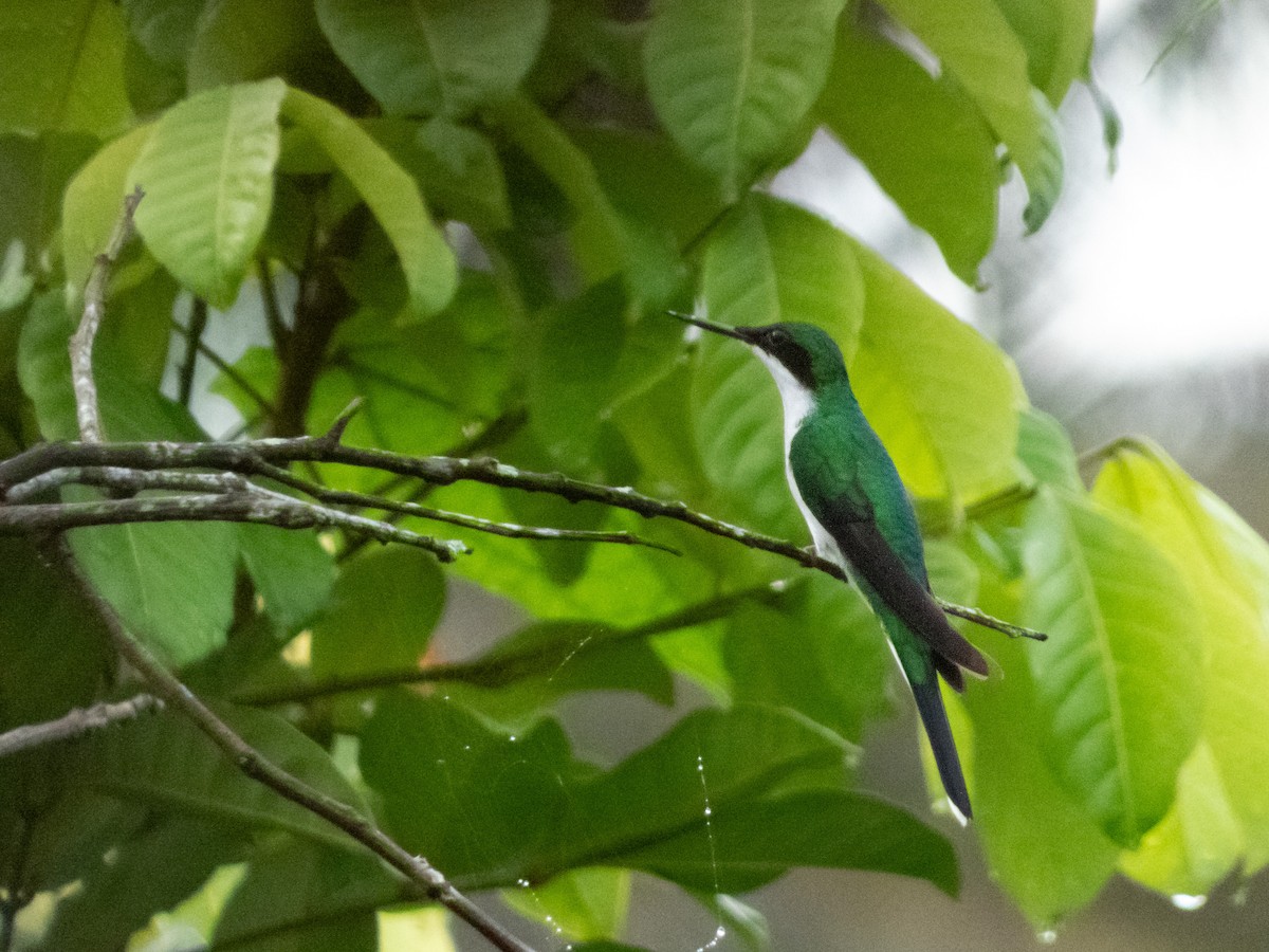 Purpurkron-Schmuckkolibri - ML646644396