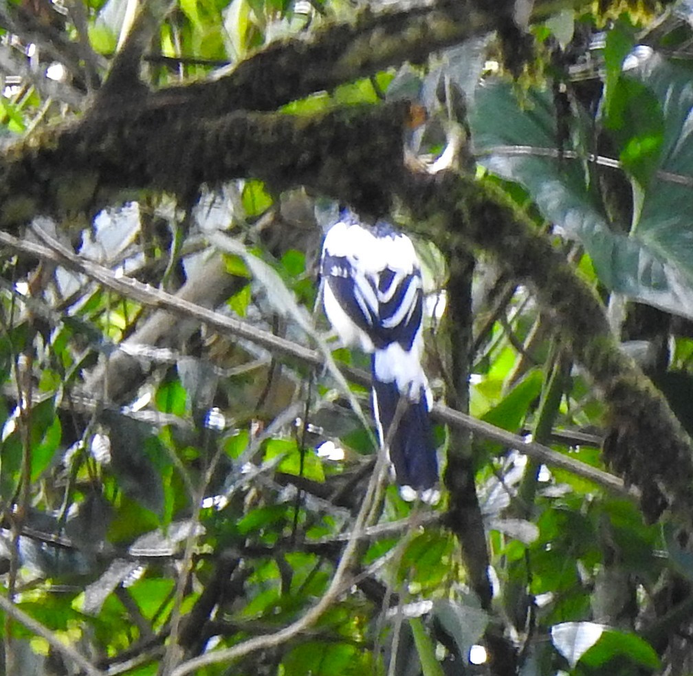 Magpie Tanager - ML646644397