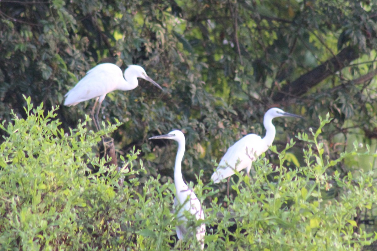 Küçük Ak Balıkçıl - ML646644398