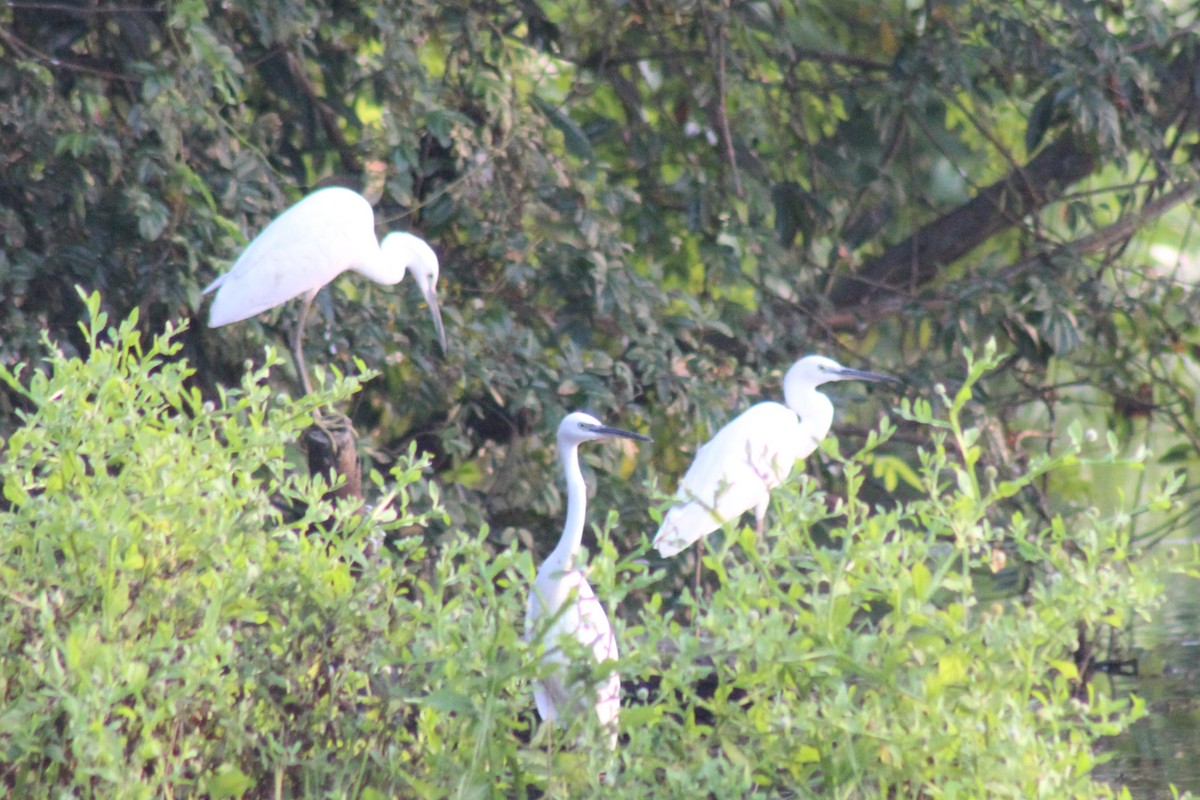 Küçük Ak Balıkçıl - ML646644399