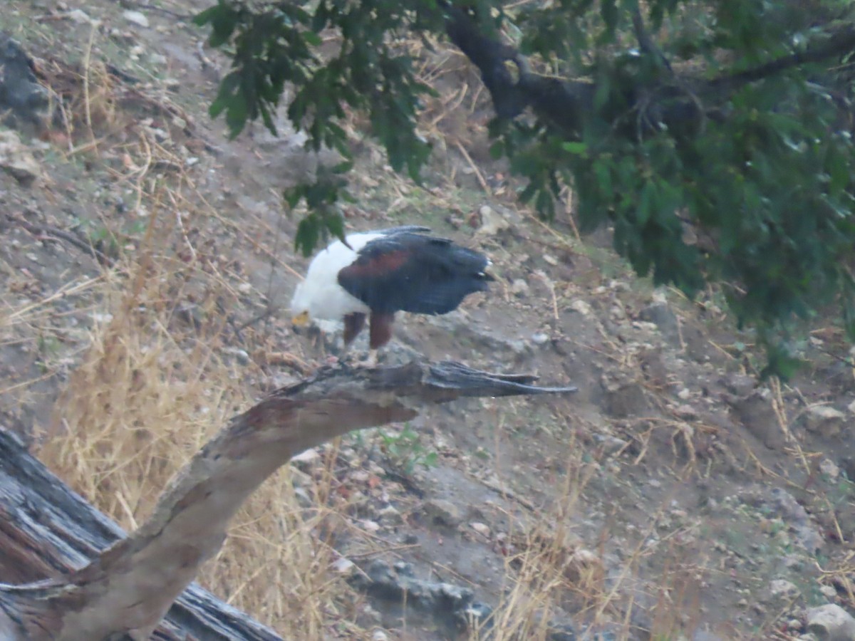 flodørn - ML646644400