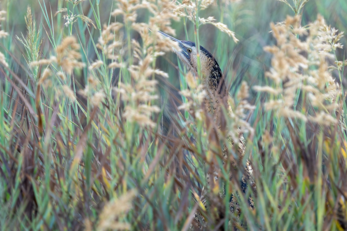 Eurasian Bittern - ML646644403