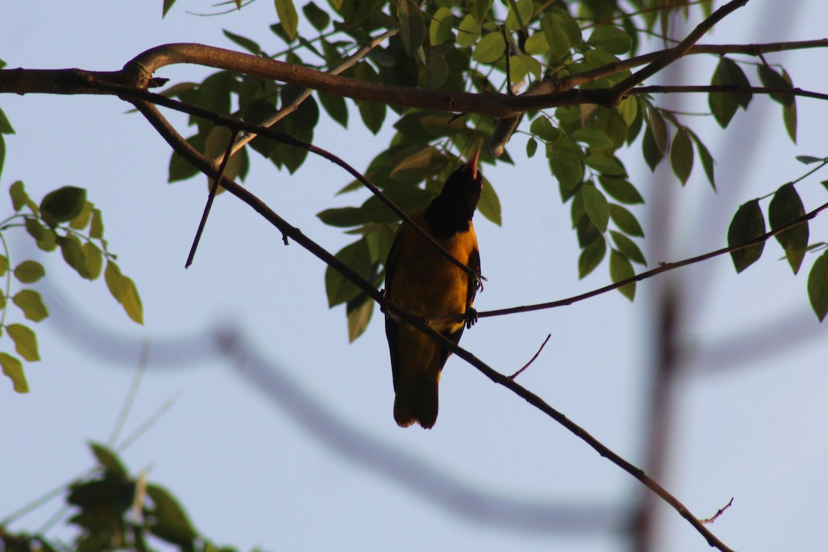 Çinhindi Kara Başlı Sarıasması - ML646644404