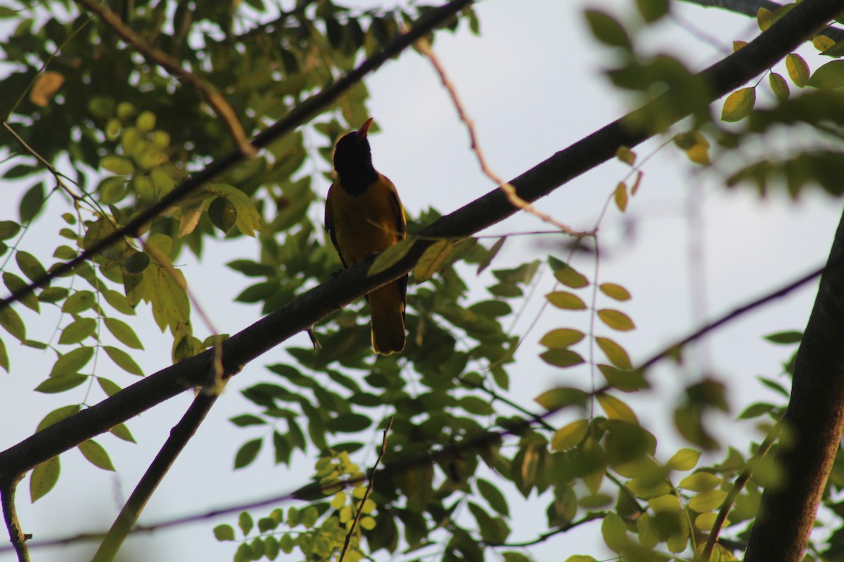 Çinhindi Kara Başlı Sarıasması - ML646644405