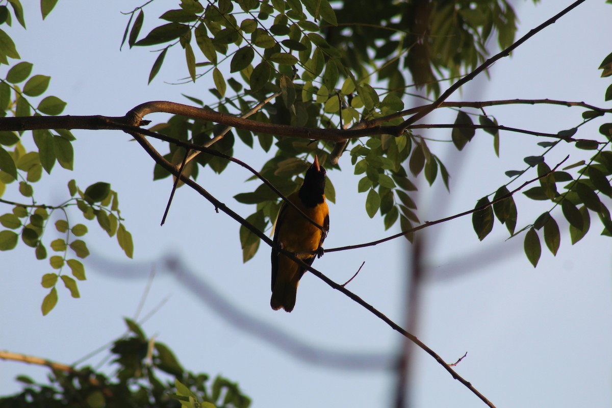 Çinhindi Kara Başlı Sarıasması - ML646644406