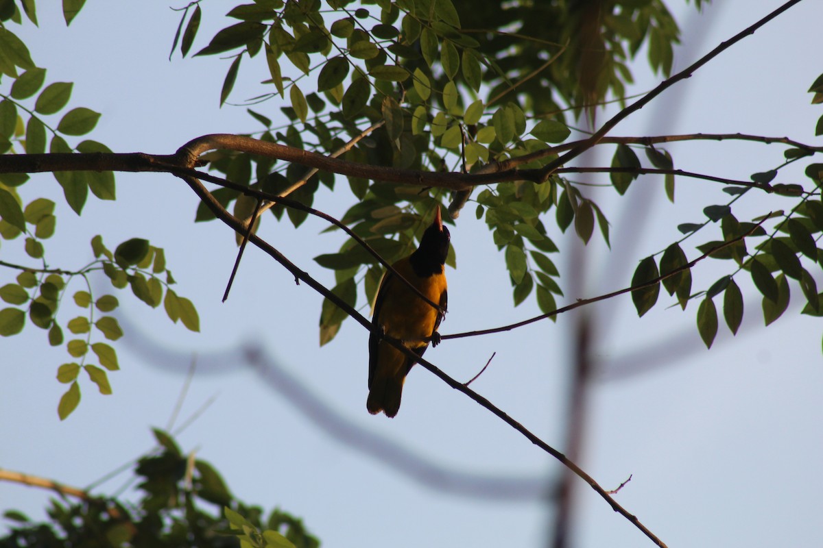 Çinhindi Kara Başlı Sarıasması - ML646644407