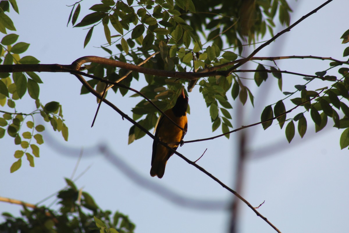 Çinhindi Kara Başlı Sarıasması - ML646644408