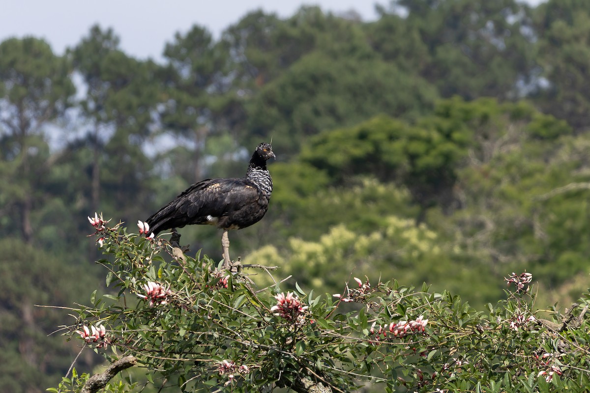 Horned Screamer - ML646644410
