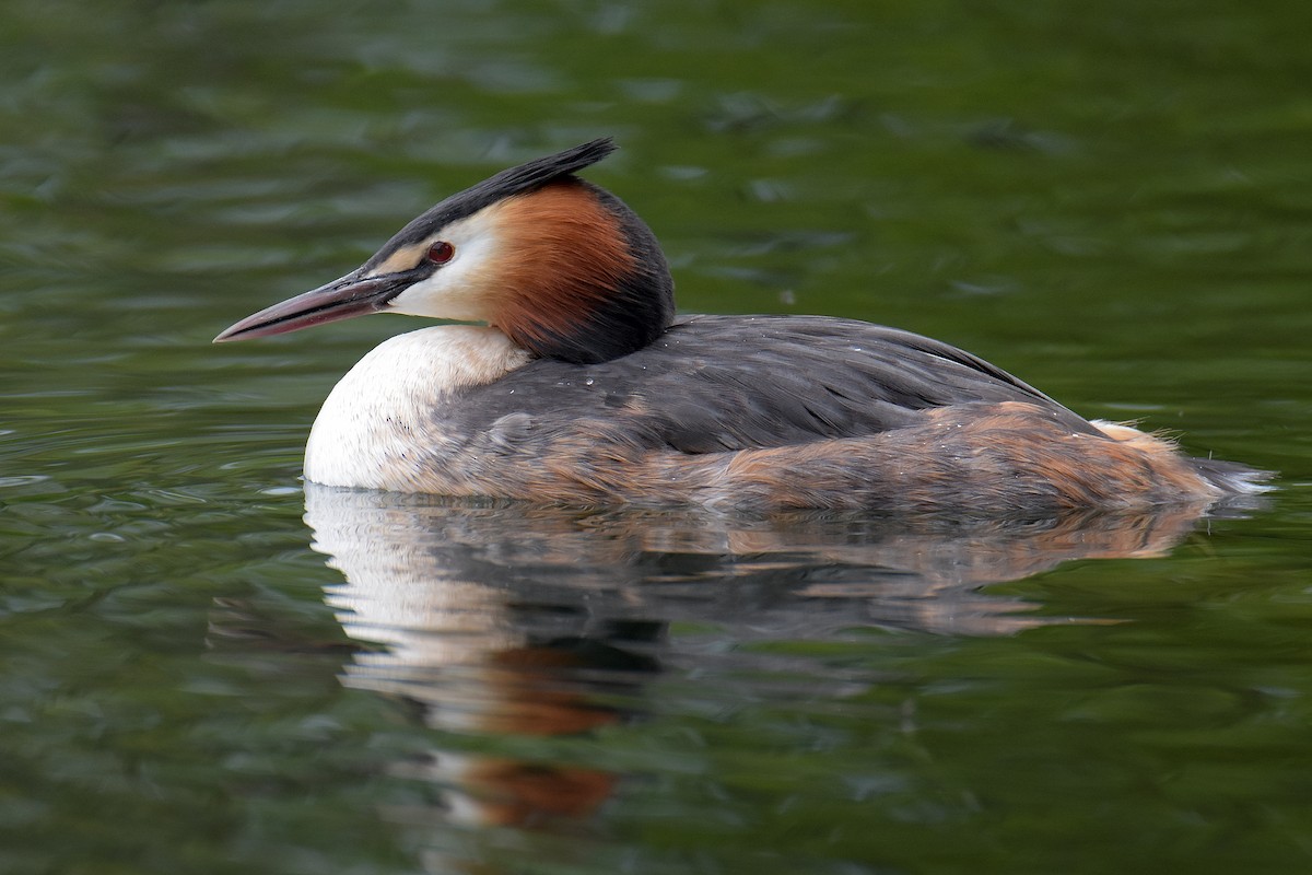 Great Crested Grebe - ML646644414