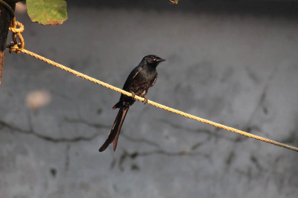 Kara Drongo - ML646644416