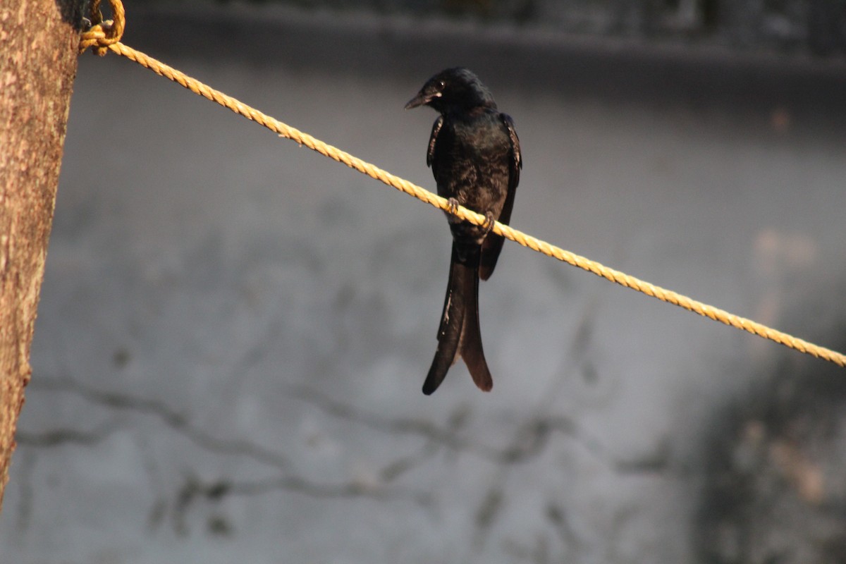 Kara Drongo - ML646644417