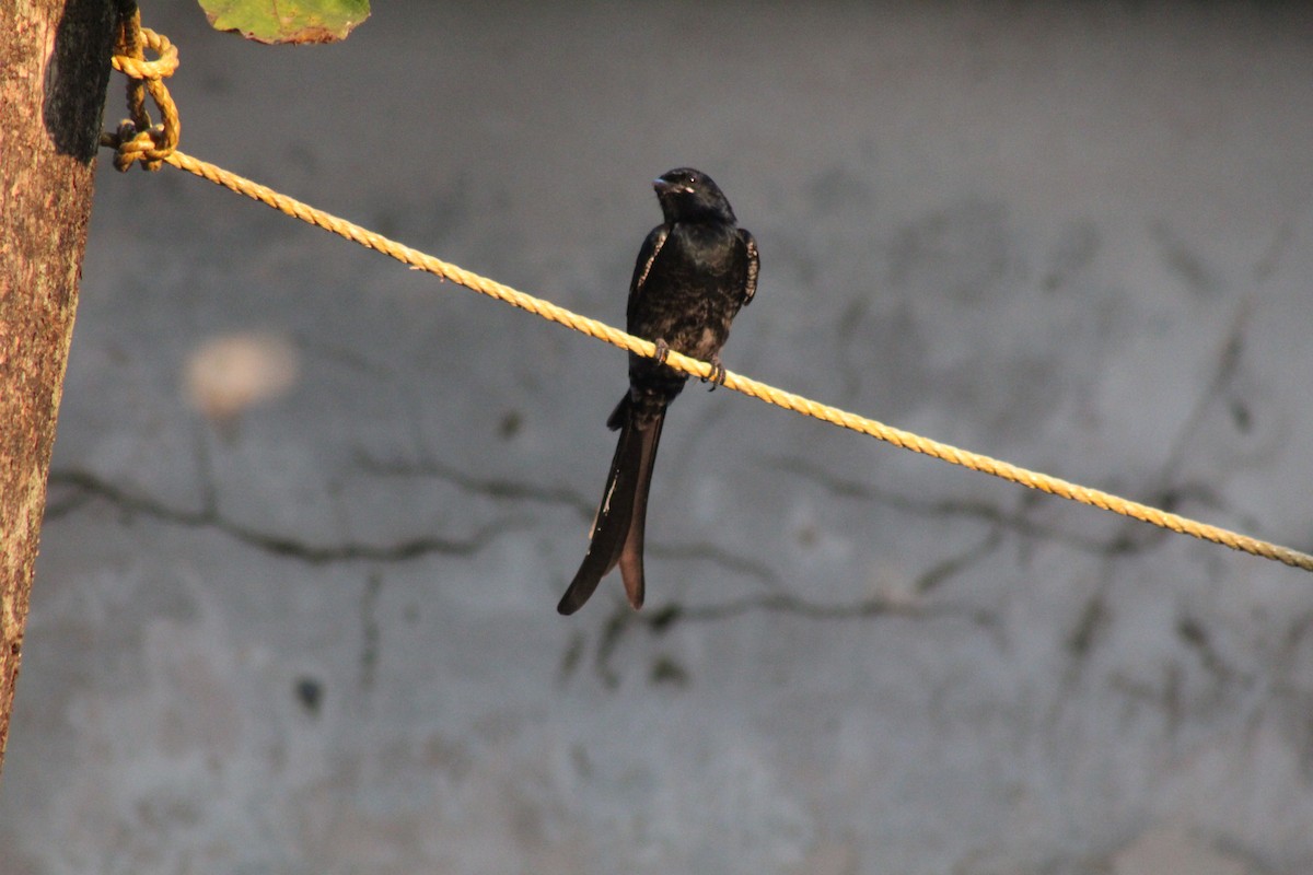 Kara Drongo - ML646644418