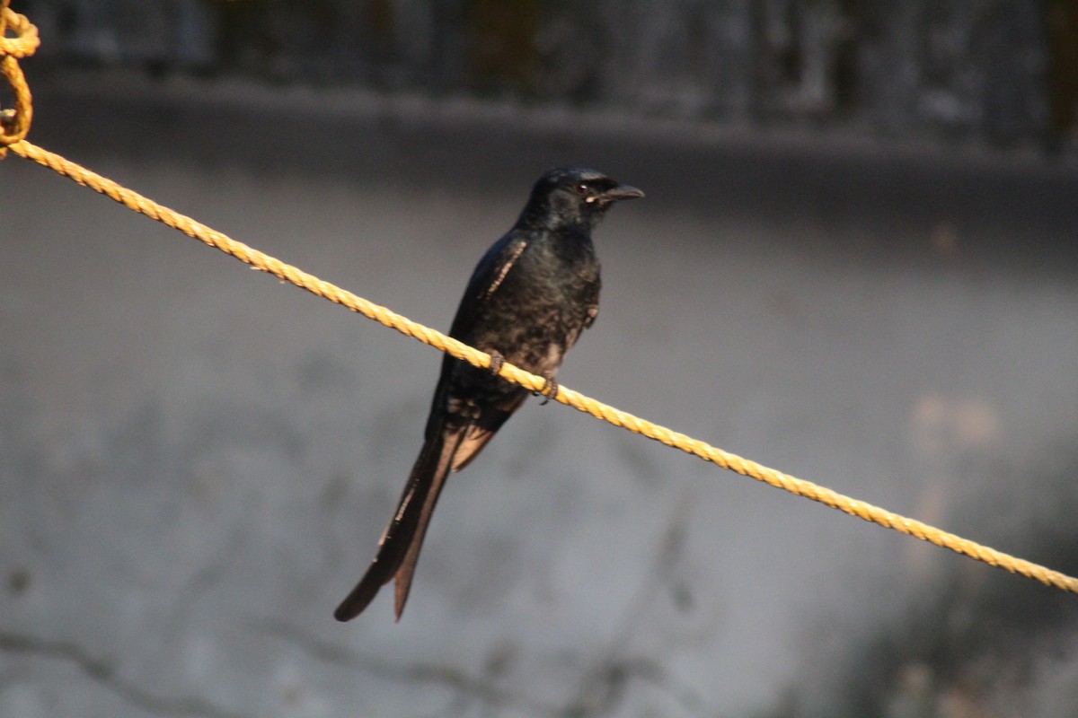 Kara Drongo - ML646644419