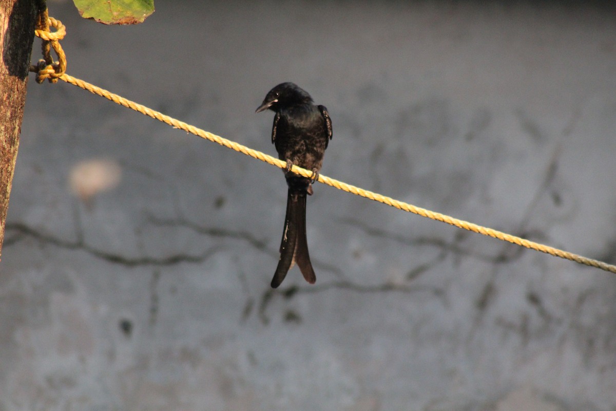 Kara Drongo - ML646644420