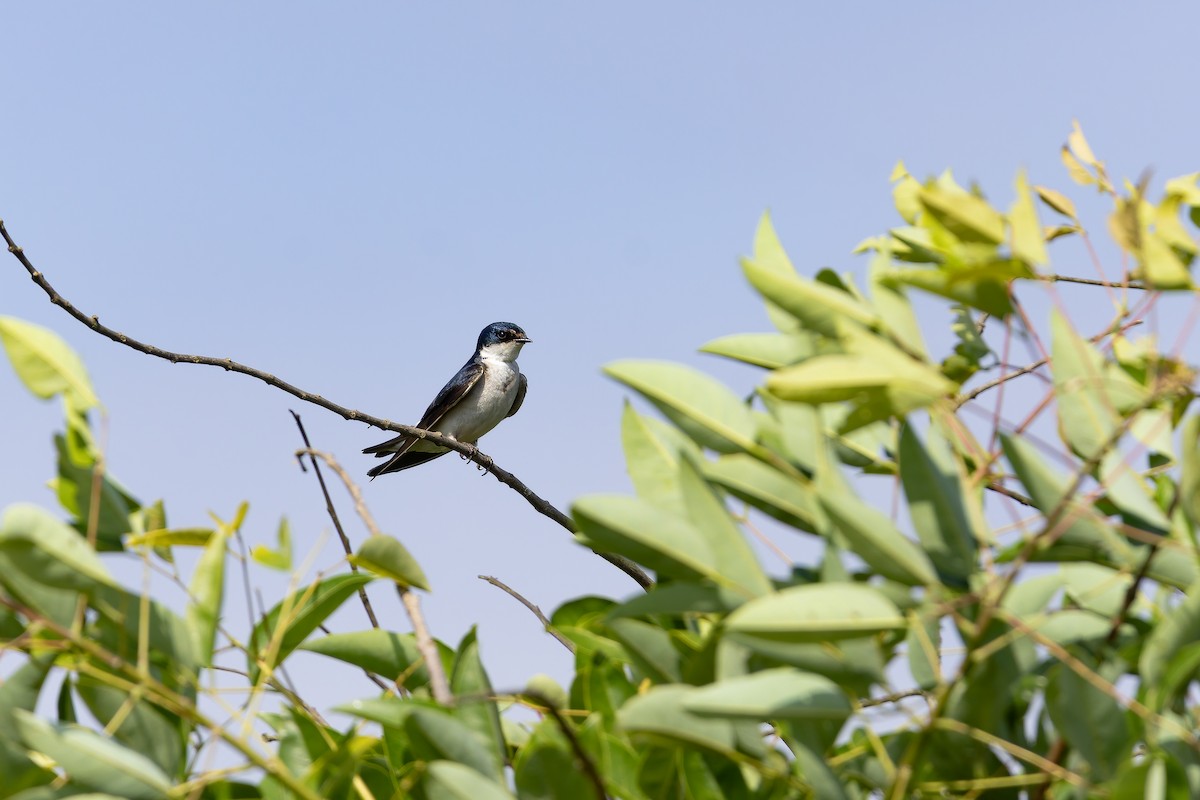 White-rumped Swallow - ML646644421