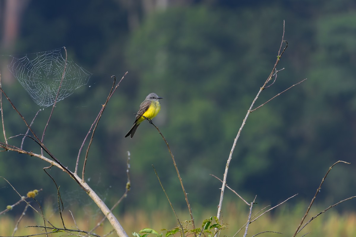 Tropical Kingbird - ML646644430