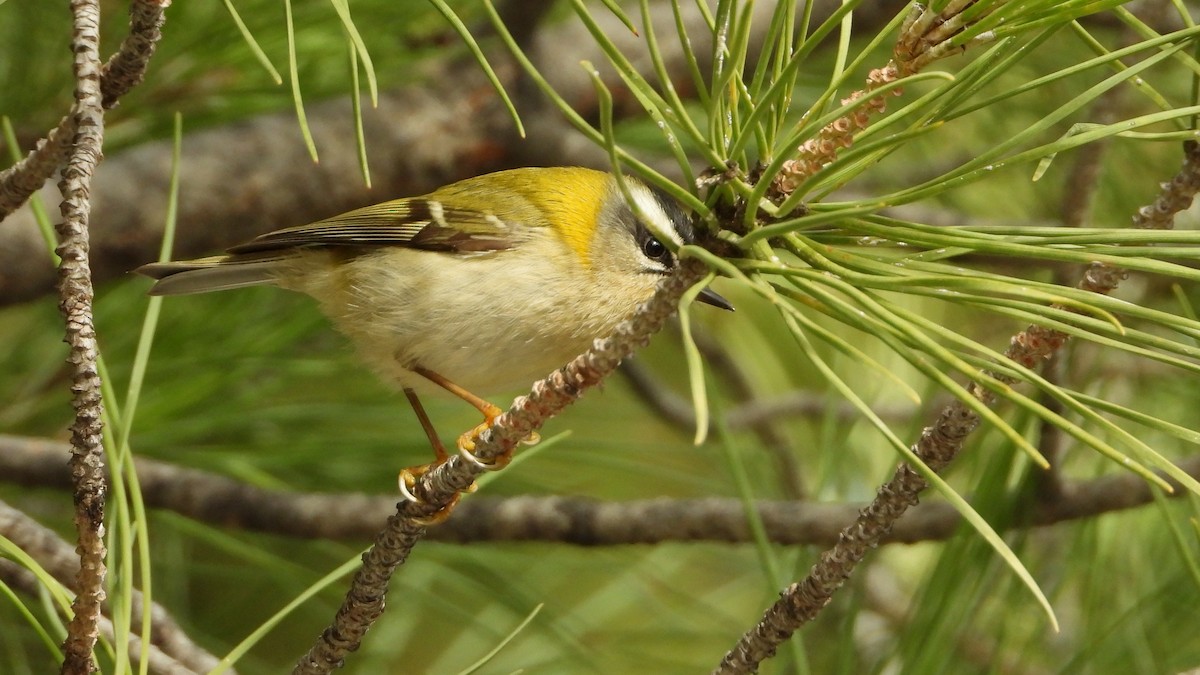 Common Firecrest - ML646644431