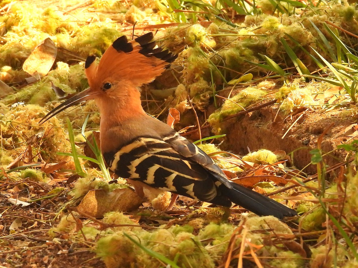 Madagascar Hoopoe - ML646644433