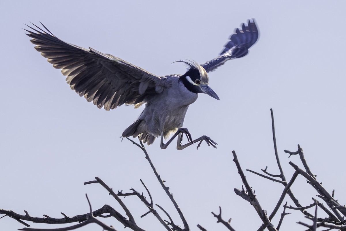 kvakoš žlutočelý - ML646644441