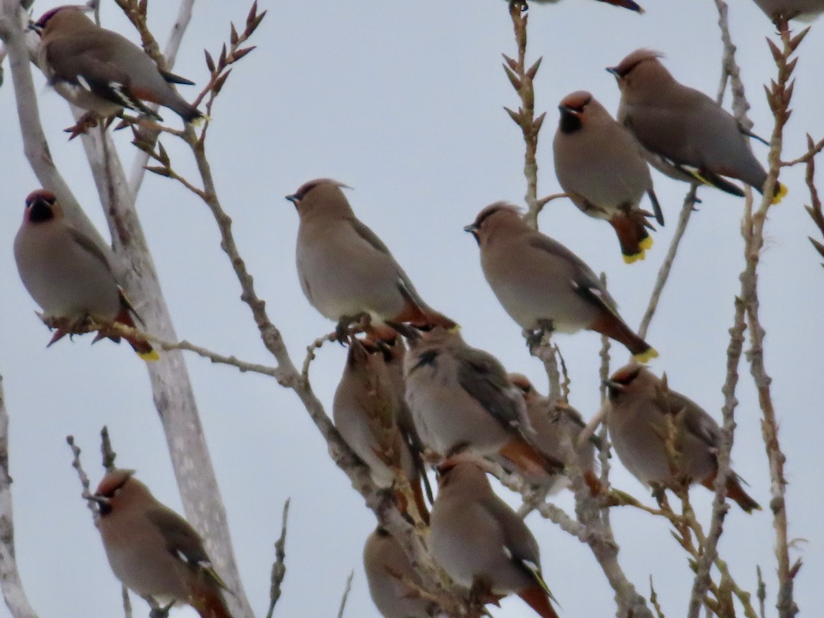 黃連雀 - ML646644443