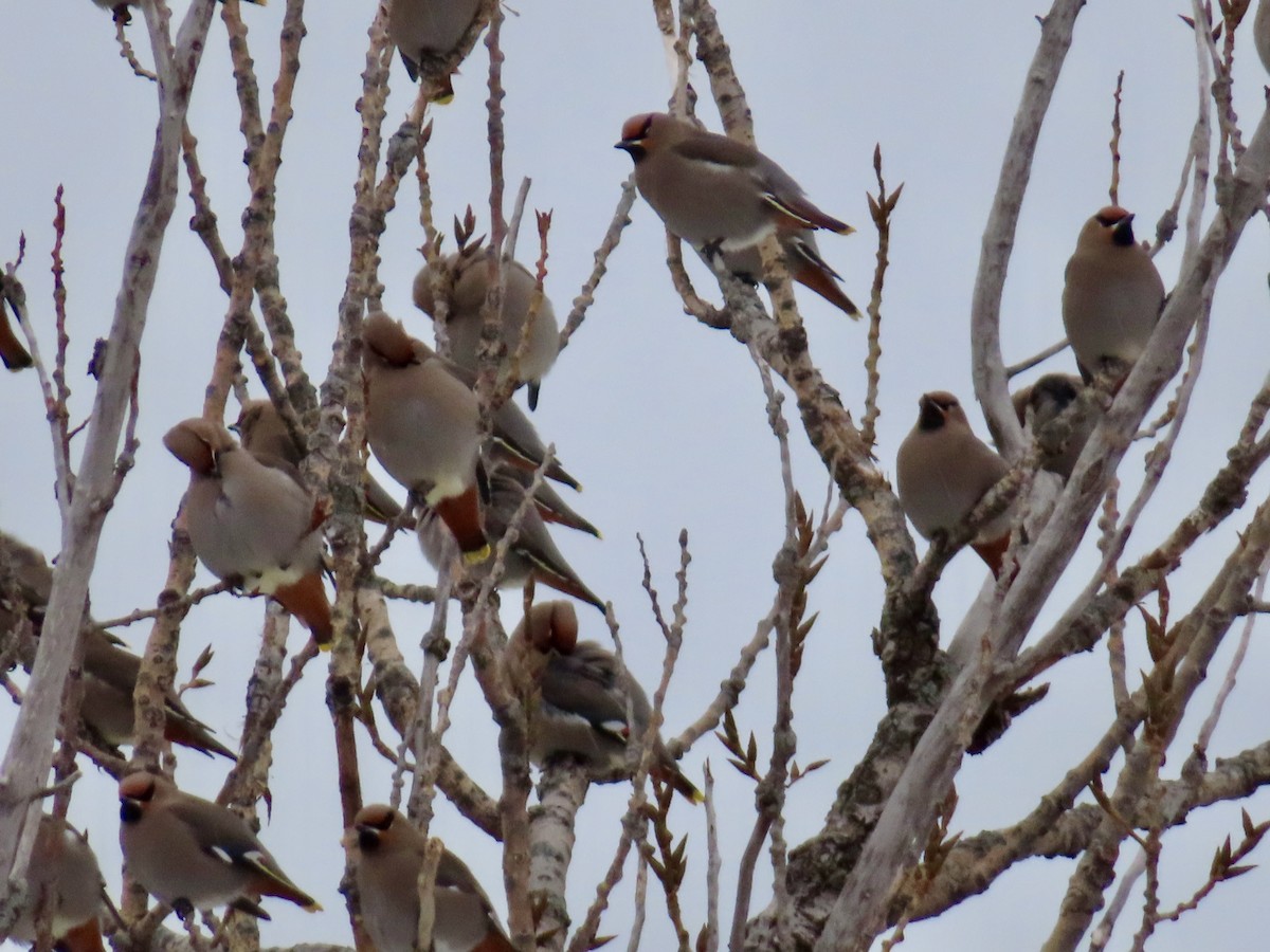 黃連雀 - ML646644444