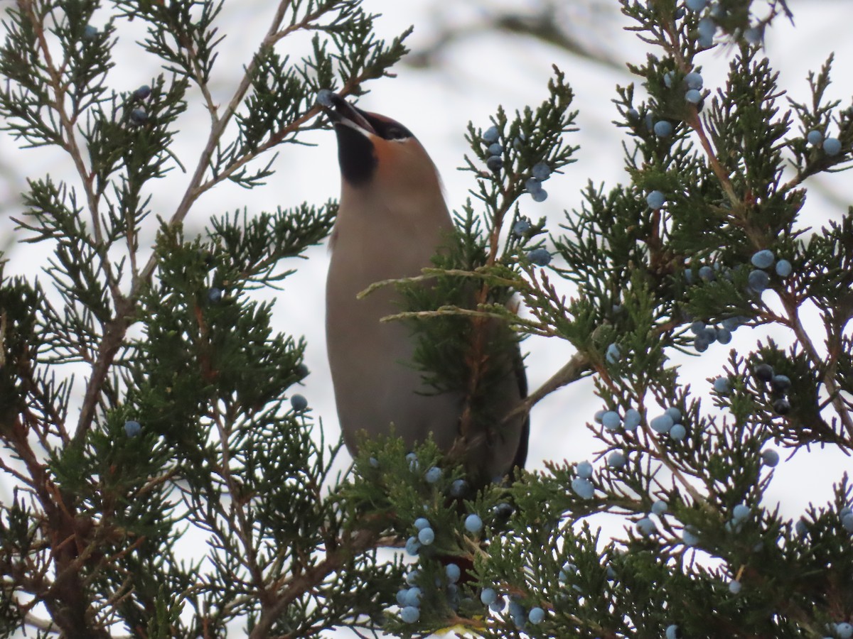 黃連雀 - ML646644445
