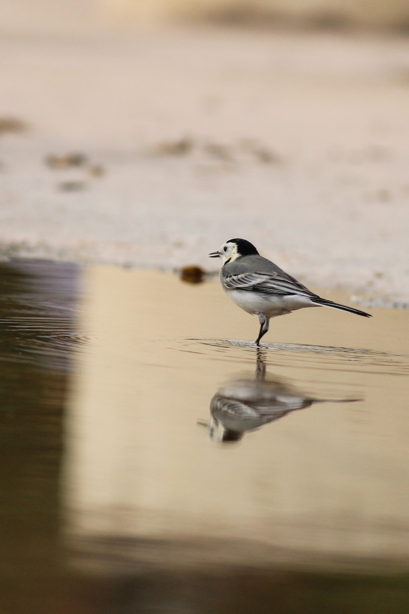 Bergeronnette grise - ML646644446