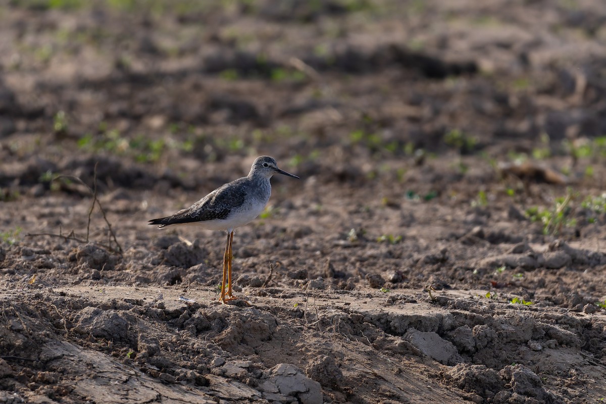 Lesser Yellowlegs - ML646644448