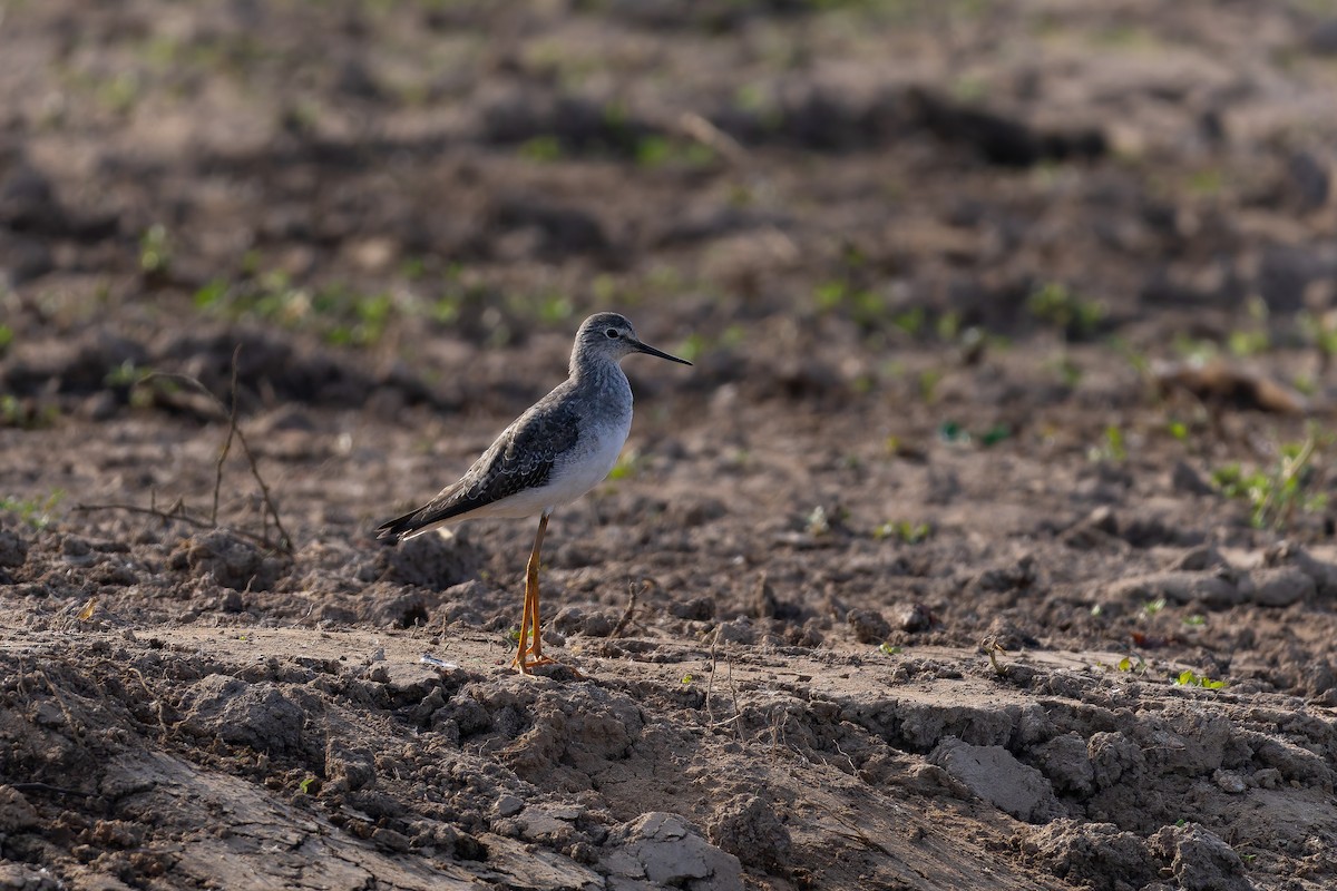 Lesser Yellowlegs - ML646644449