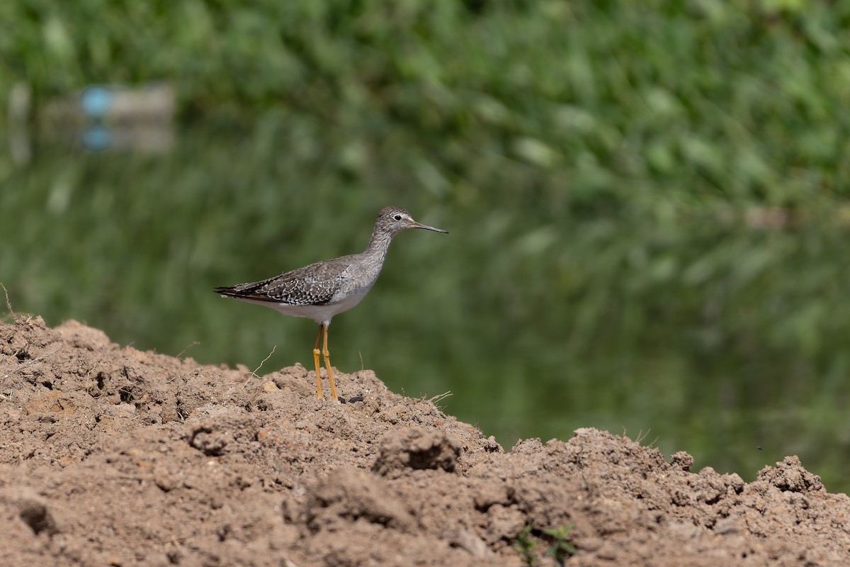 Lesser Yellowlegs - ML646644450