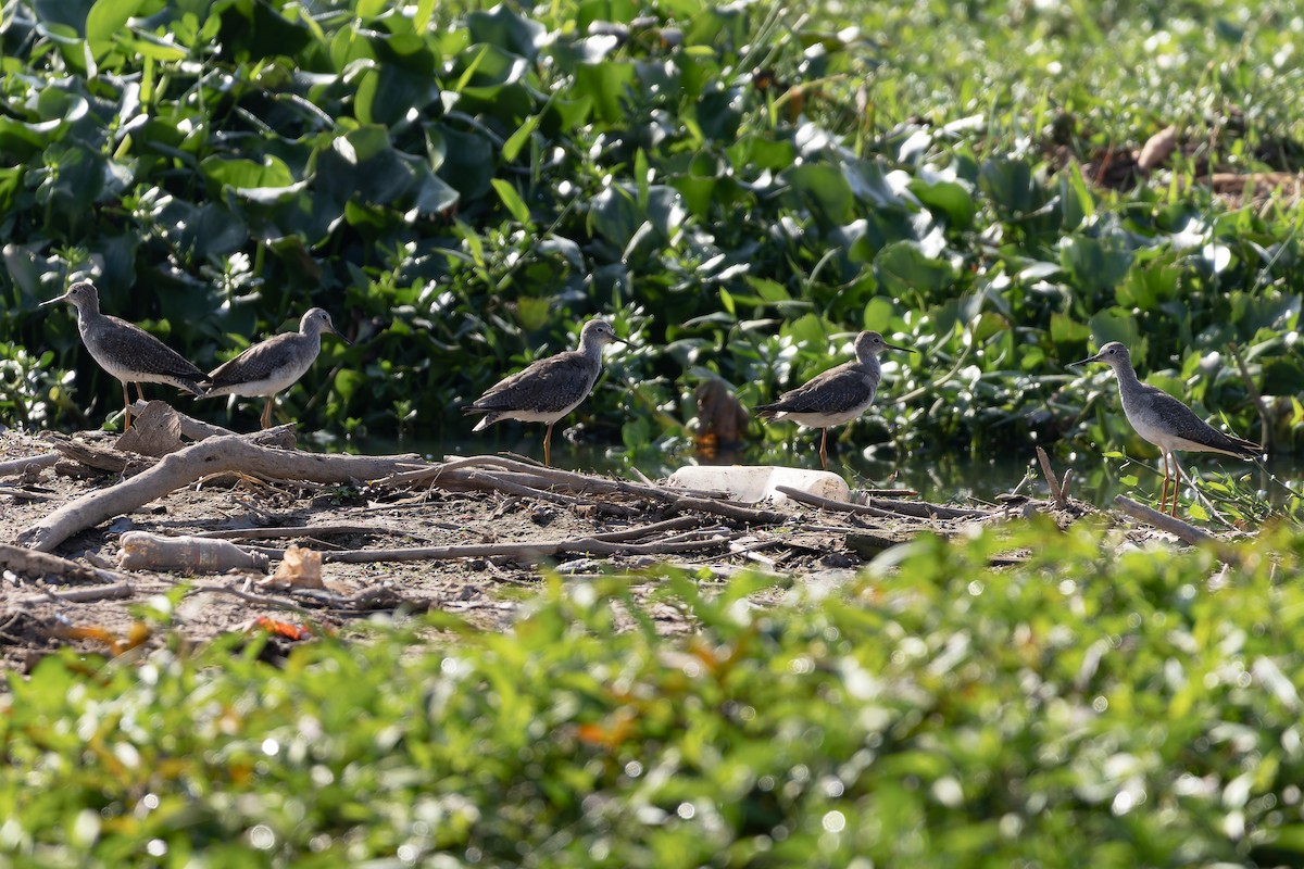 Lesser Yellowlegs - ML646644451