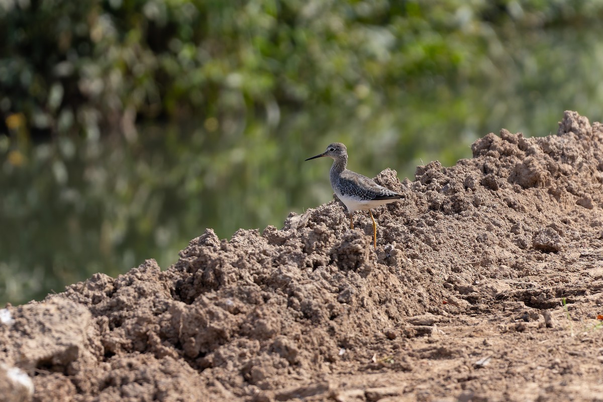 Lesser Yellowlegs - ML646644452