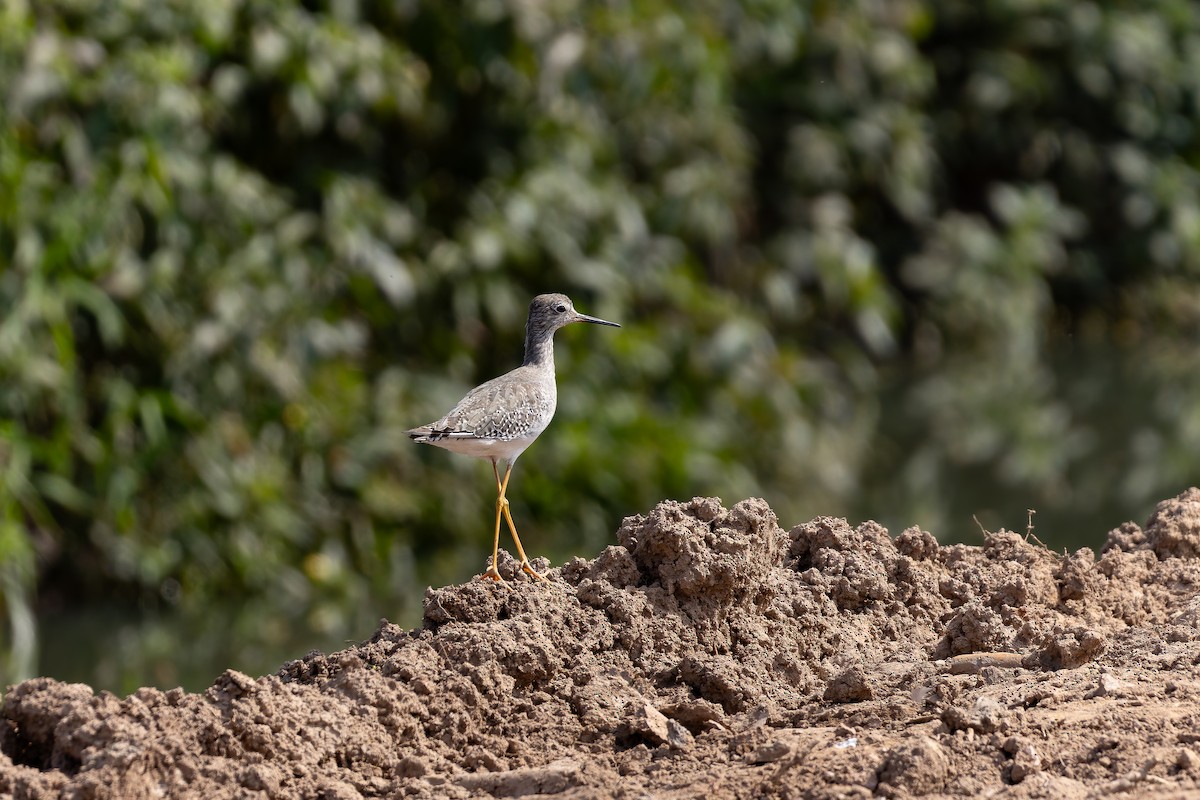 Lesser Yellowlegs - ML646644453
