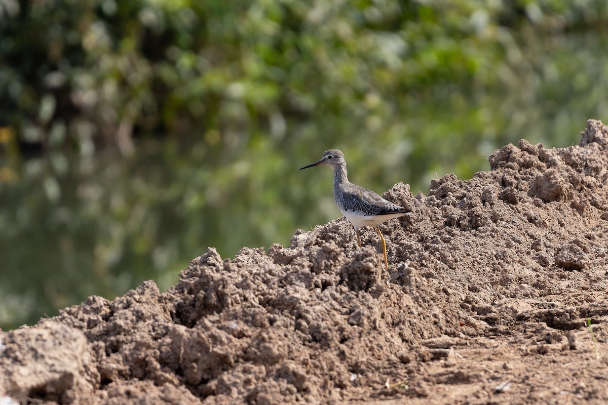 Lesser Yellowlegs - ML646644454