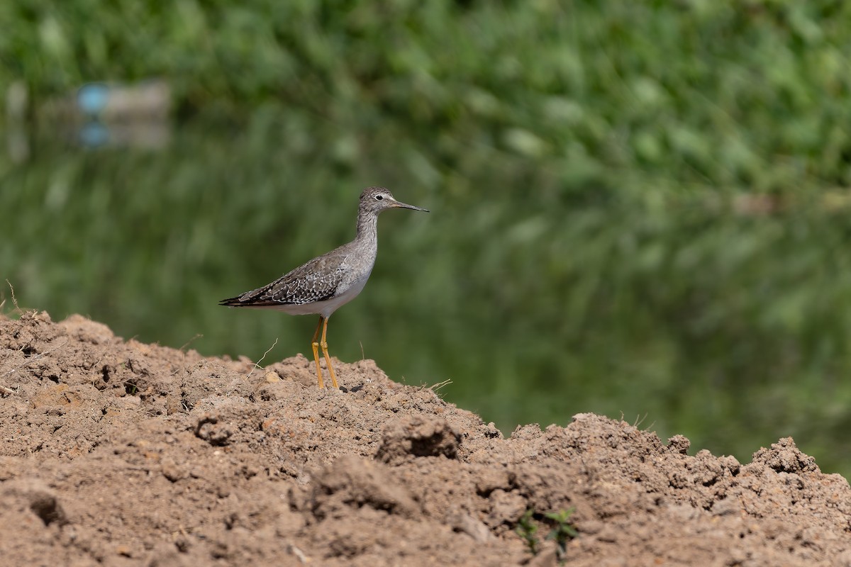 Lesser Yellowlegs - ML646644456