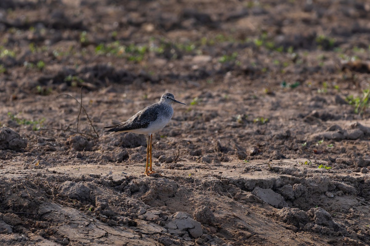 Lesser Yellowlegs - ML646644457