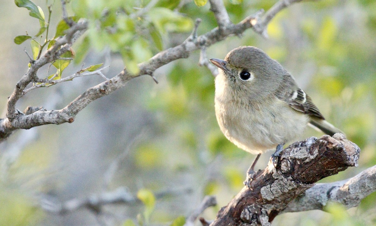 Hutton's Vireo - ML646644460